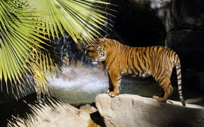 Tiger_004003.jpg