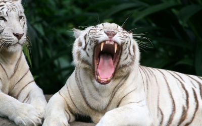 Tiger_004017.jpg